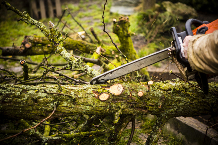 Man sawing a log in his back yard with orange saw